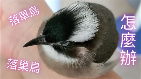 死鳥處理|全國野鳥救傷諮詢&政府單位通訊錄 